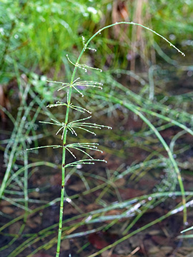 Equisetum dycei