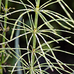 Equisetum dycei
