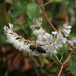 Fallopia baldschuanica