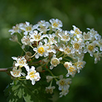 Neillia incisa
