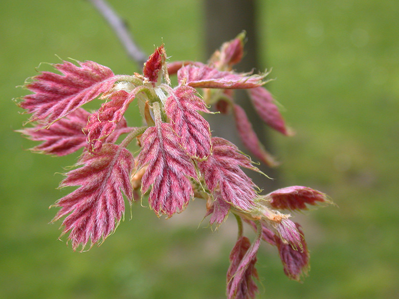 Quercus rubra