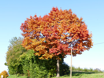 Quercus rubra