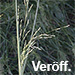 Veröff.: Bomble & al.: Panicum gilvum in Aachen