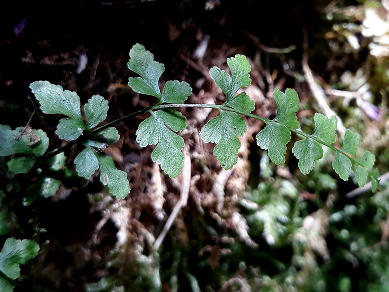 Asplenium clermontae clermontae