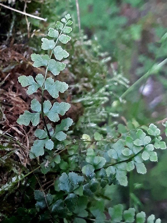Asplenium clermontae clermontae