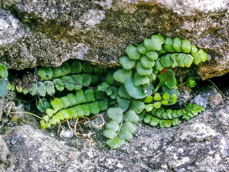 Asplenium clermontae rasbachiae