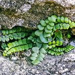 Asplenium clermontae rasbachiae