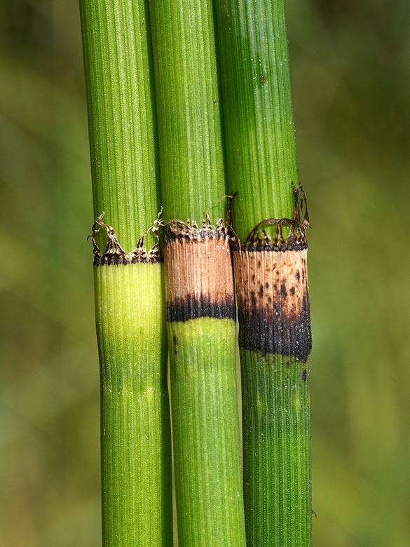 Equisetum moorei nipponicum