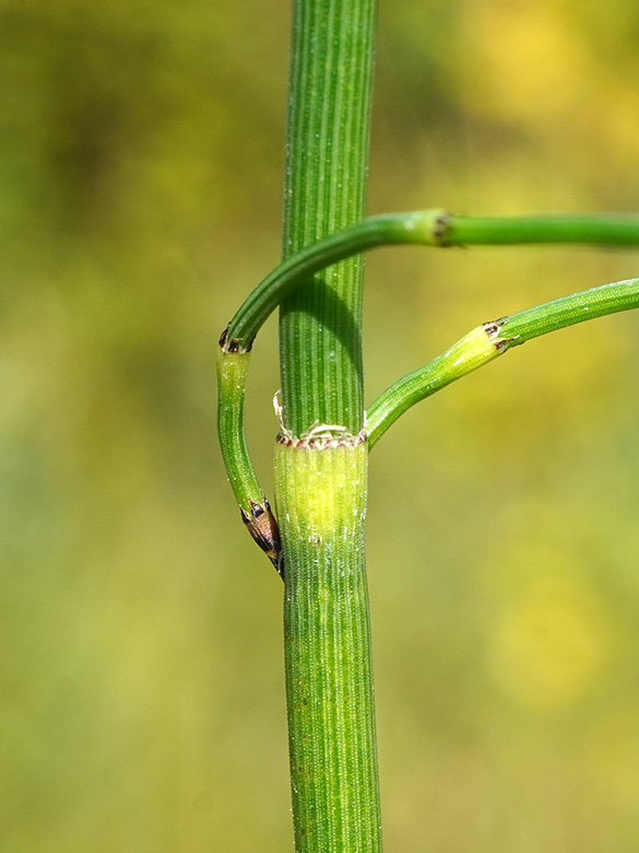 Equisetum moorei nipponicum