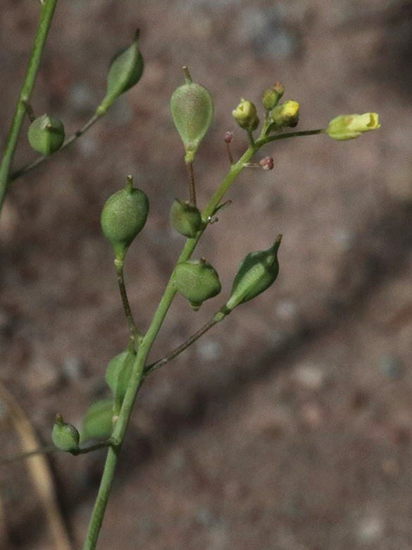 Camelina microcarpa