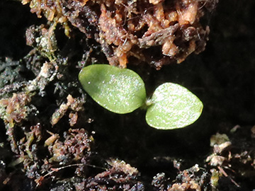 Campanula trachelium