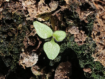 Campanula trachelium