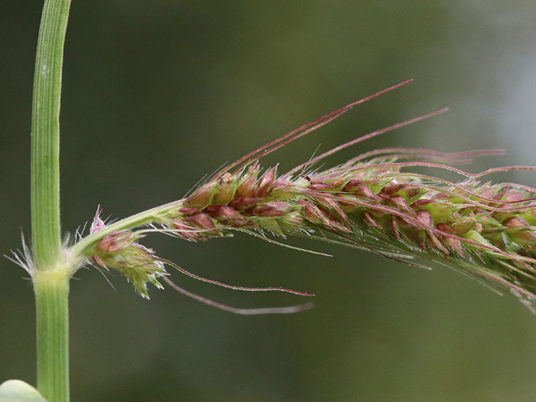 Echinochloa crus-galli
