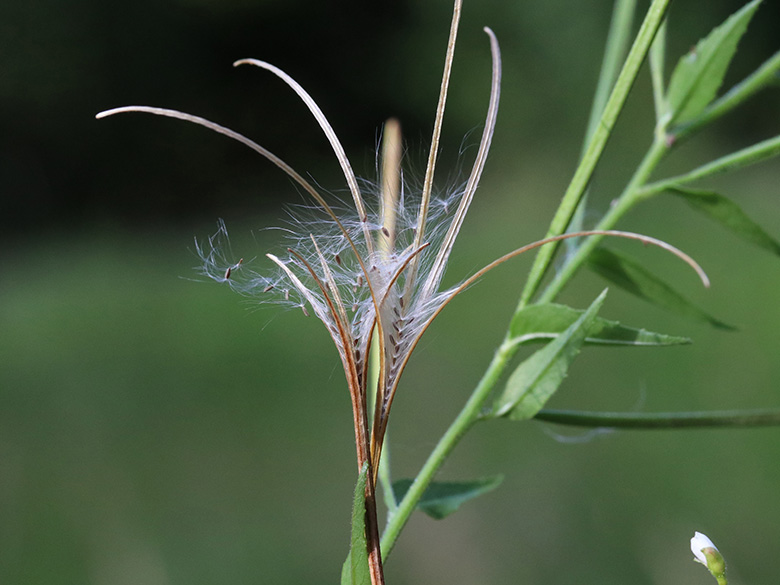 Epilobium ciliatum