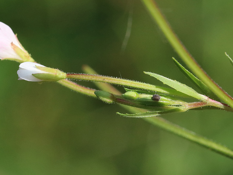 Epilobium ciliatum