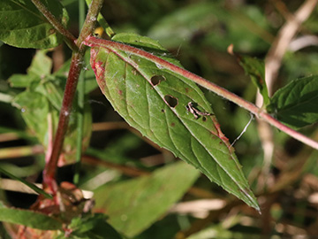 Epilobium ciliatum