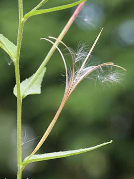 Epilobium ciliatum