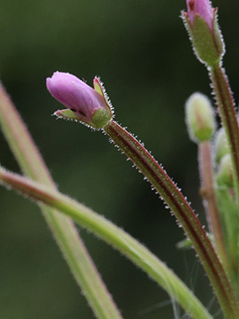 Epilobium ciliatum