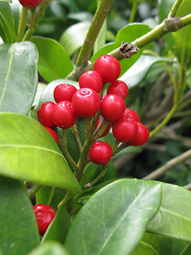 Skimmia reveesiana