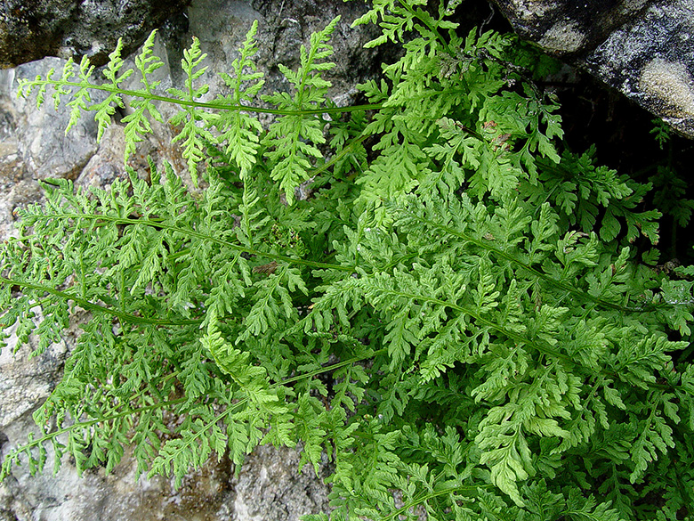 Cystopteris pseudoregia