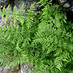 Cystopteris pseudoregia