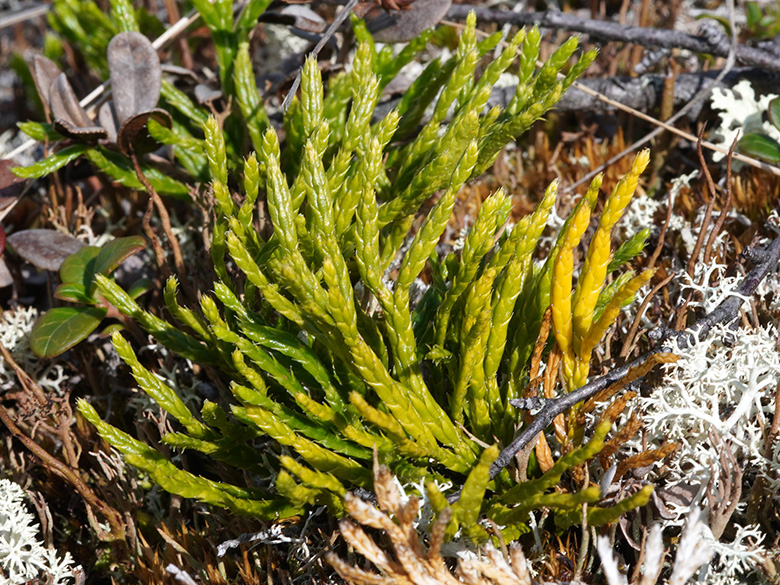 Diphasiastrum issleri