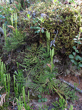 Diphasiastrum zeilleri