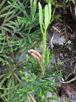 Diphasiastrum zeilleri