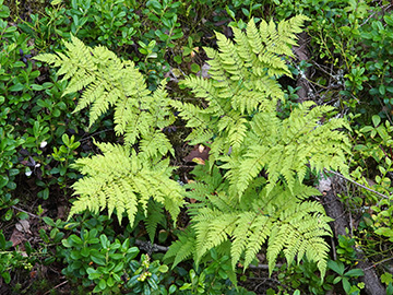 Dryopteris expansa