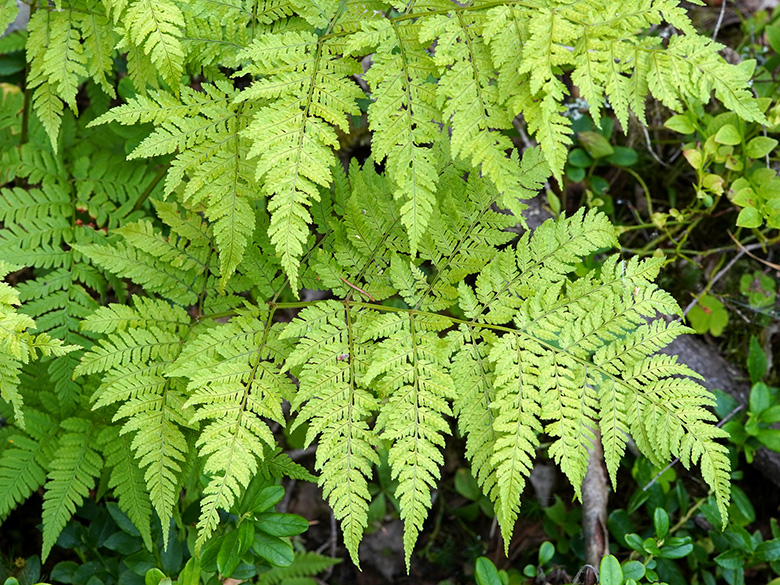 Dryopteris expansa