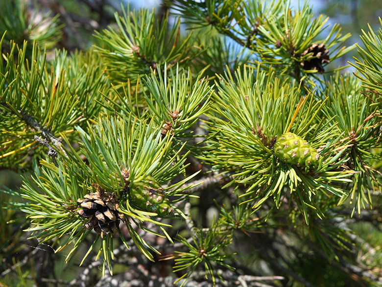 Pinus sylvestris