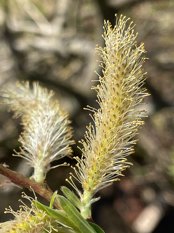 Salix udensis