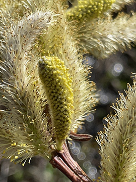 Salix udensis