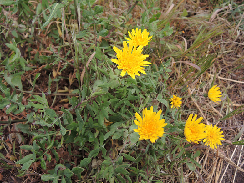 Sonchus tenerrimus