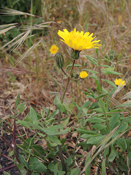 Sonchus tenerrimus