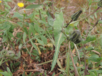 Sonchus tenerrimus