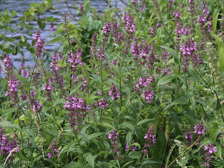 Stachys palustris