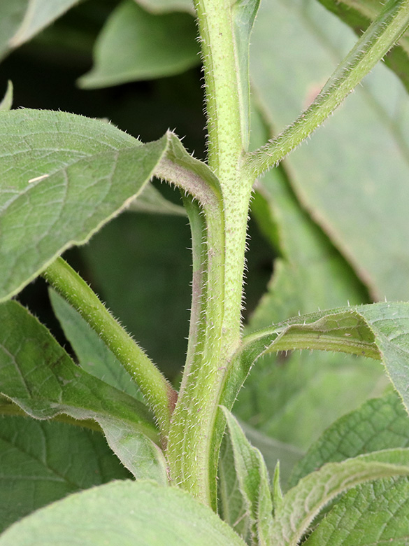 Symphytum officinale