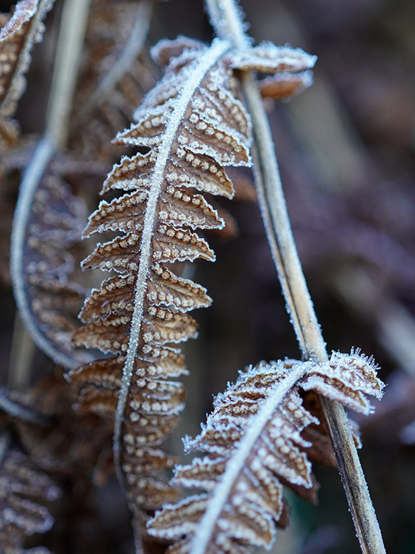Thelypteris limbosperma