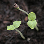 Abutilon theophrasti - Samtpappel