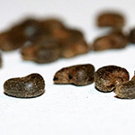 Abutilon theophrasti - Samtpappel