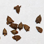 Alchemilla xanthochlora - Gelbgrüner Frauenmantel