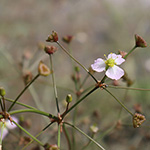 Alisma plantago-aquatica - Gewöhnlicher Froschlöffel