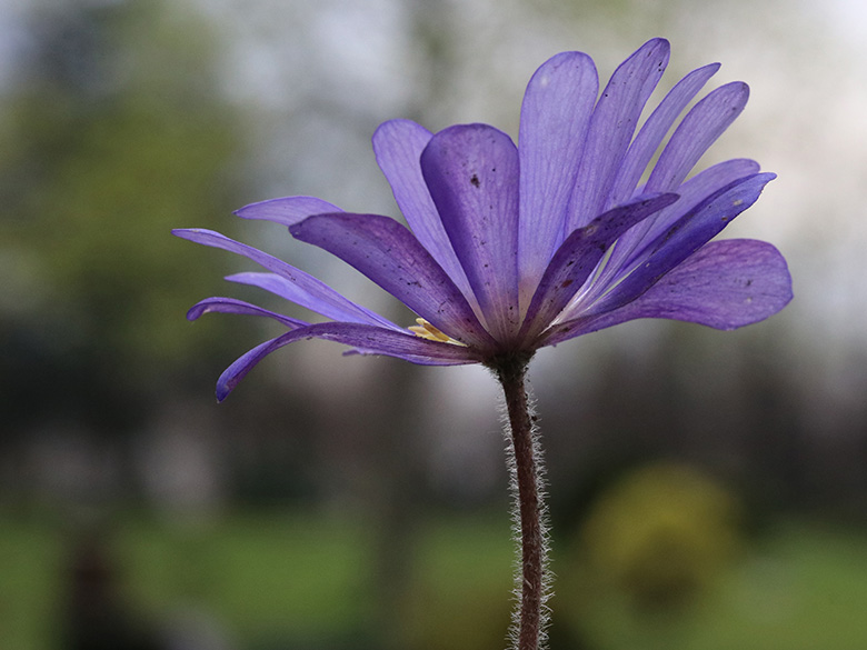 Anemone blanda