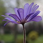 Anemone blanda - Balkan-Windröschen