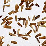 Anthemis tinctoria - Färber-Hundskamille