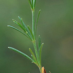 Asperula cynanchica - Hügel-Meier
