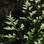 Asplenium cuneifolium - Serpentin-Streifenfarn