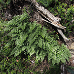 Asplenium cuneifolium - Serpentin-Streifenfarn