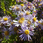 Aster ageratoides - Japanische Zwerg-Aster